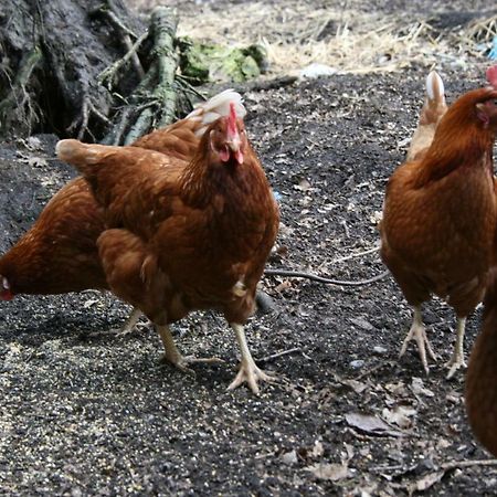 Ferienhof Wroge Wietzendorf Kültér fotó